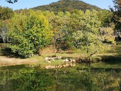 -合肥野生动物园