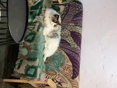 -喵屿·大理花园猫咖