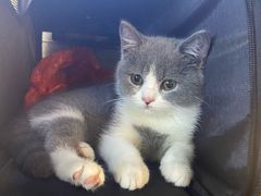 -lincat·猫舍(广州店)