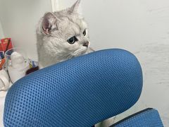 -汪喵宠物医院·骨科心脏影像·犬猫急重症ICU诊疗中心(成华分院)