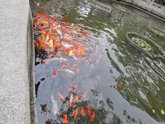 -碧江金楼