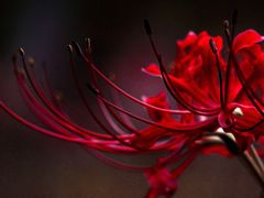 -白塘生态植物园