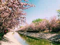 -北京稻香村(望京新世界店)