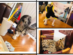 -猫小院猫主题餐厅(三里屯店)