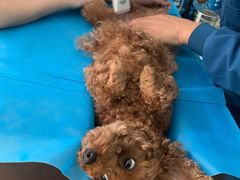 -瑞派·关忠动物医院·猫专科·犬专科(三环新城店)