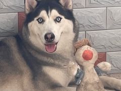 -天使宠物医院·犬猫分诊(彩虹店)