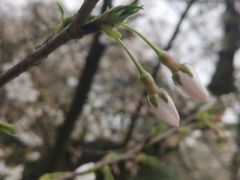 -武汉大学-樱园