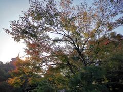 -浙江西子宾馆·瑶园咖啡厅