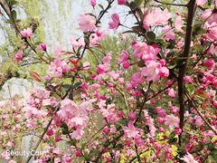 -南汇桃花村