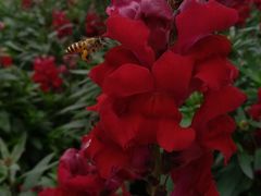 -广东花都香草世界旅游度假区