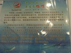 -鸭嘴鱼