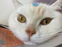 -瑞鹏宠物医院·骨科·猫科·内科(第一中心)