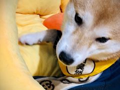 -逗柴咖啡屋·狗咖猫咖宠物桌游