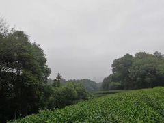 -西湖风景区十里琅珰-五云山