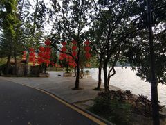 -深圳仙湖植物园