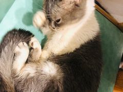 -猫色咖啡·猫咖