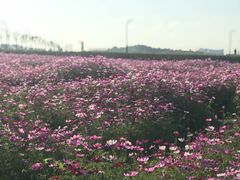 -光明小镇欢乐田园