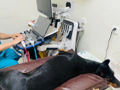 -美联众合动物医院·24h京西诊疗中心