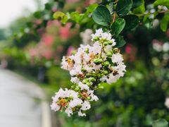 -武汉紫薇都市田园