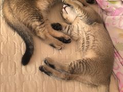 -天宠宠物医院24小时·急重症诊疗中心·全科·腔镜特色(和平分院)