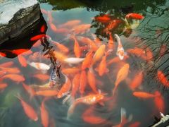 -合肥滨湖国家森林公园