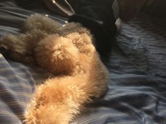 -PETKIT 小佩宠物·低压洗护·美容·寄养(安远店)