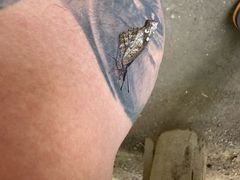 -关西瀑布
