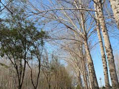 -东郊湿地公园
