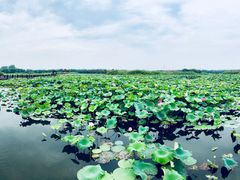 -荷塘月色湿地公园·向阳花洲