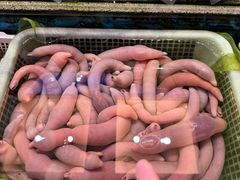 -品海楼·大连海胆锅贴馆(东港店)