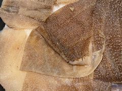 金牌毛肚-沸炉重庆老火锅(军事博物馆店)