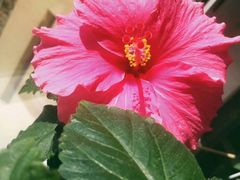 -大自然花鸟鱼虫市场