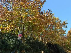 -Hi City·城市之巅