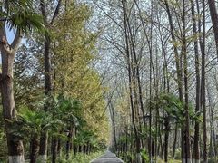 -合肥滨湖国家森林公园