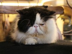 -more than meow吴止猫主题餐厅(承德 中船汇店)