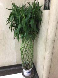 -首都医科大学附属北京儿童医院