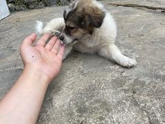 -高荡千年布依古寨旅游景区