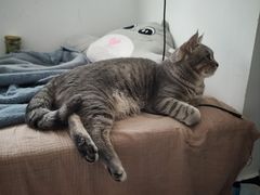 -瑞鹏宠物医院·骨科·猫科·内科(第一中心)