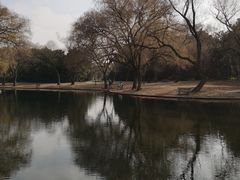 -上海共青森林公园