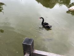 -千岛湖石林