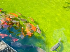 -绿茶餐厅(千岛湖银泰城店)