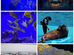 -海合安青岛极地海洋公园