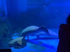 -烟台海昌鲸鲨海洋公园
