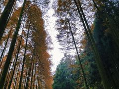 -山王坪喀斯特国家生态公园