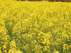 -中国天府农业博览园