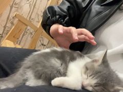 -楼上猫咖(罗湖店)