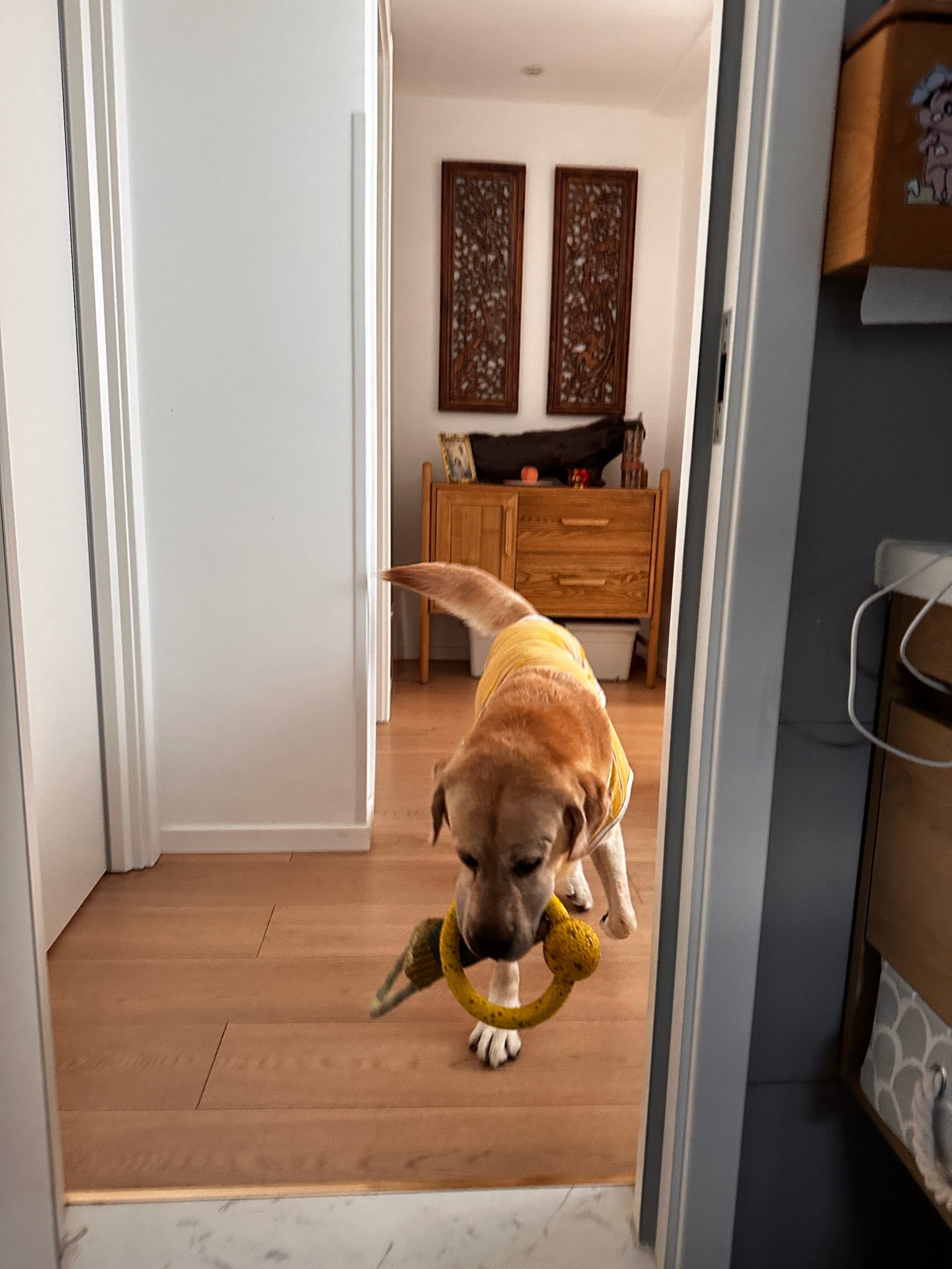 贪心的小狗子98