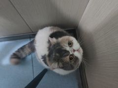 -佳怡动物医院·平价24小时·猫专科骨外科