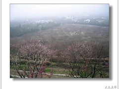 -香雪海