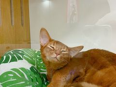 -青奢宠物·青奢猫舍